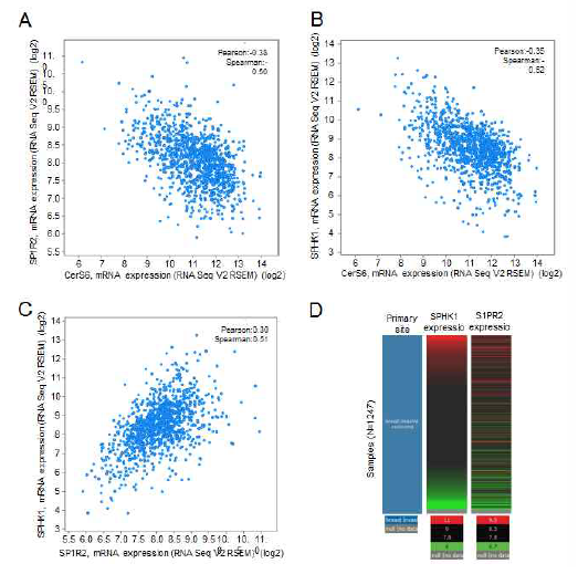 TCGA human data에서 분석한 자료 (A) CerS6와 S1PR2, (B) CerS6와 SphK1, (C) S1PR2와 SphK1의 상관관계. (D) Xena로 분석한 S1PR2와 SphK1의 상관관계