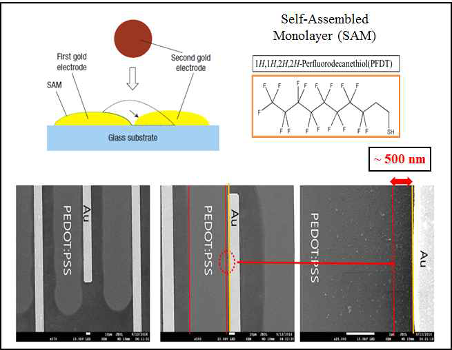 Au 전극 뱅크에 SAM 표면 처리 후 PEDOT : PSS를 SAP 통해 제작하는 방법(위). 500 nm 간격의 나노 패턴 SEM 이미지 (아래)