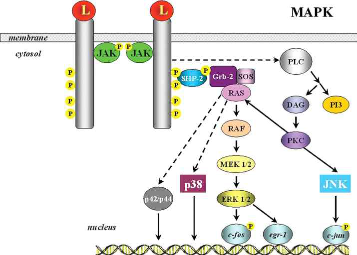 JAK 활성화에 따른 MAPK 신호전달체계의 활성화