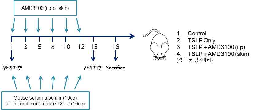 동물실험 계획. 2주에 한번씩 TSLP 및 AMD3100을 intraperitoneal 또는 subcutaneous injection 하였으며, 총 12주간 주사함. 주사 후 15주에 채혈하였으며, 16주에 sacrifice 후 조직 및 혈액 내 fibrocyte의 변화를 확인함