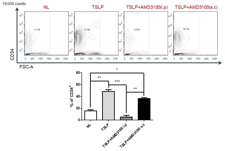 AMD3100 주사 시 혈액 내 CD34+procollagen+ fibrocyte의 변화. TSLP에 의해 유도된 CD34+procollagen+ fibrocyte의 증가가 AMD3100에 의해 억제됨