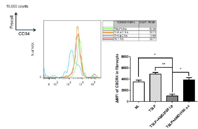 AMD3100 주사 시 혈액 내 CD34+procollagen+ fibrocyte에서 CXCR4+발현의 변화. TSLP에 의해 유도된 CXCR4가 AMD3100에 의해 억제됨