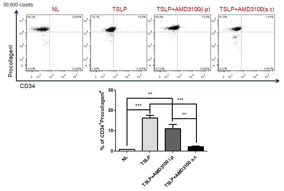 AMD3100 주사 시 피부 조직 내 CD34+procollagen1+ fibrocyte 의 침윤 변화. TSLP에 의해 피부 조직 내 CD34+procollagen1+ fibrocyt 가 현저히 증가되며, AMD3100의 주사에 의하여 감소됨. 특히 AMD3100 의 subcutaneous 주사 시 현저함