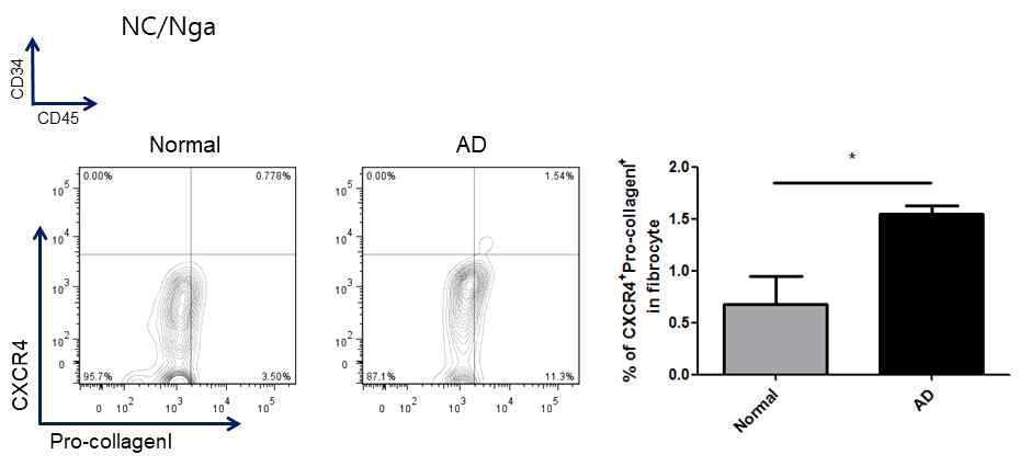 아토피피부염 동물모델에서 fibrocyte의 변화 NC/Nga 마우스의 아토피피부염 유발 시 혈액내에서도 CD34+ CD45+ procollagen 1+ CXCR4+ fibrocyte의 침윤이 증가함