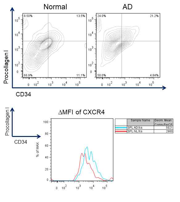 아토피피부염 동물모델에서 fibrocyte의 CXCR4발현 변화 NC/Nga 마우스의 아토피피부염 유발 시 비장 내에서도 CD34+ CD45+ procollagen 1+ CXCR4+ fibrocyte의 비율이 증가하였으며 이 세포들에서 CXCR4의 발현이 증가함