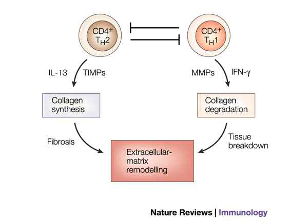 Th1/Th2 cytokines in fibrosis Th1 cytokine인 IFN-γ는 collagen 생성을 억제하며 Th2 세포의 pro-fibrotic cytokine 생성을 억제하여 섬유화를 억제한다. Th2 cytokine인 IL-4, IL-5, IL-13 은 collagen 침착을 촉진시키며 특히 IL-13이 중요한 역할을 담당함