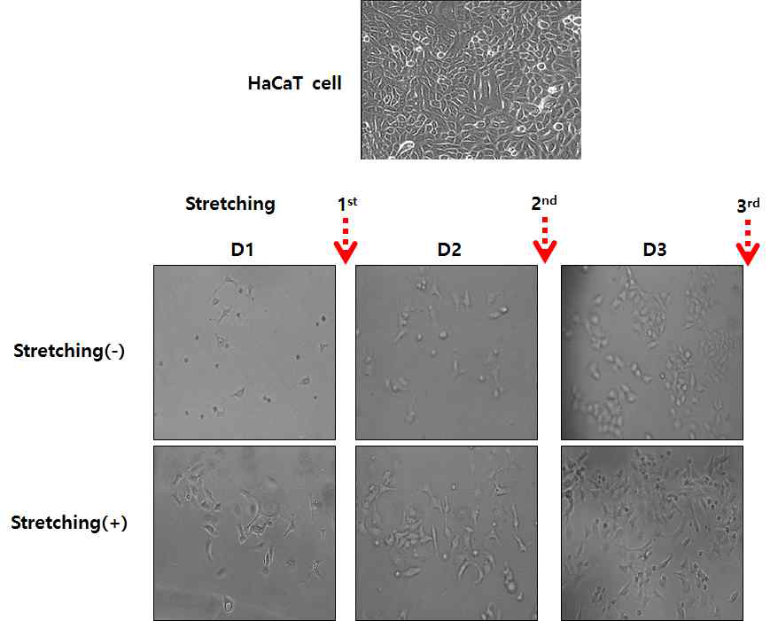 HaCaT cell의 스트레칭 전 후 세포 형태 관찰 스트레칭을 진행하여 배양함에 따라 HaCaT cell의 형태가 길쭉길쭉한 형태로 변화하였으며, 세포의 증식 또한 증가됨