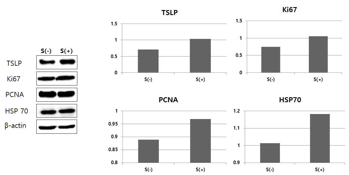 스트레칭에 따른 HaCaT 세포 내 TSLP, Ki67, PCNA, HSP70의 단백 발현 스트레칭이 가해진 세포에서 TSLP, Ki67, PCNA, HSP70의 단백 발현이 증가함