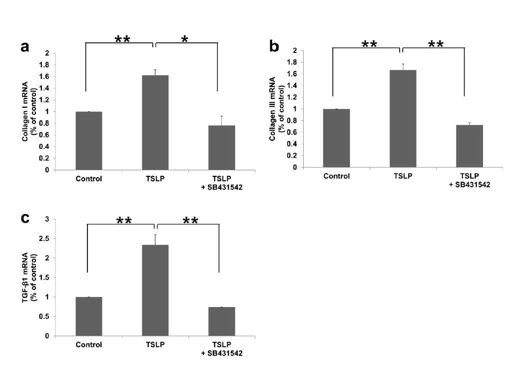 TGF-beta inhibitor인 SB431542에 의한 collagen과 TGF-beta의 발현 변화. 스트레칭이 TSLP에 의해 증가한 Collagen 1, collagen III 및 TGF-beta1의 발현이 TGF-beta inhibitor인 SB431542에 의해 억제됨