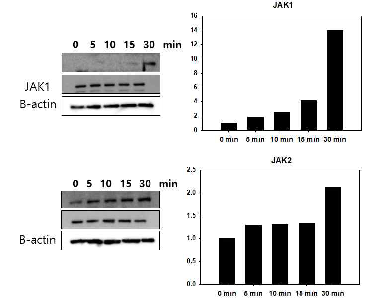 TSLP 처리 후 JAK1, JAK2의 phophorylation. TSLP처리 후 시간이 지남에 따라 JAK1 및 JAK2의 phophorylation이 증가하며 JAK2의 phosphorylation 증가가 먼저 나타남