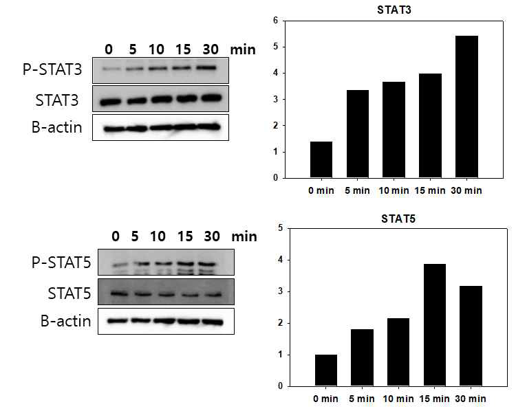 TSLP 처리 후 STAT3와 STAT5의 phophorylation. TSLP처리 후 시간이 지남에 따라 STAT3 및 STAT5의 phophorylation이 증가하며 이는 TSLP 처리 후 5분 후부터 확인됨