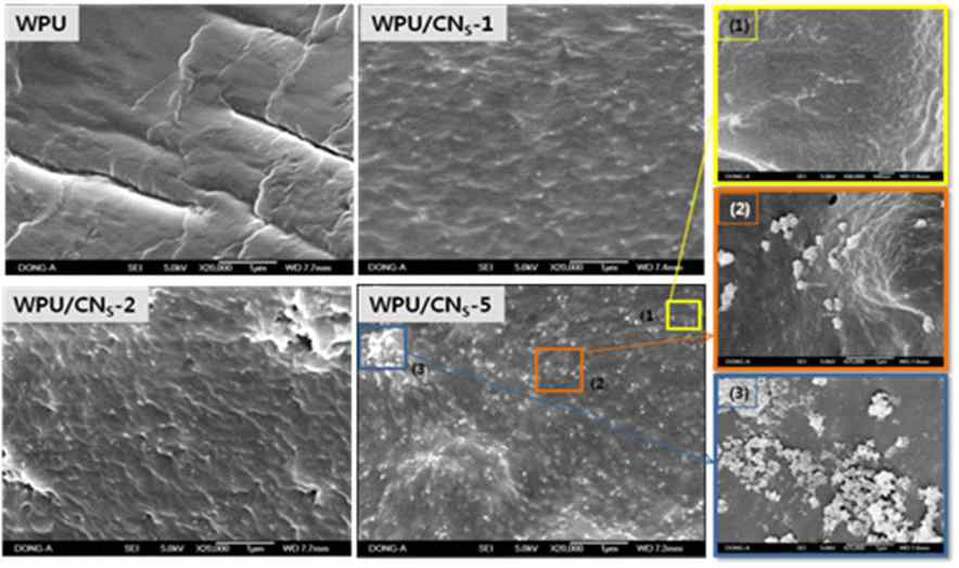수분산폴리우레탄 및 나노셀룰로오스 (1, 2, 5 wt%)/수분산폴리우레탄복합체의 표면 및 단면 SEM사진( (1),(2),(3): 단면사진)
