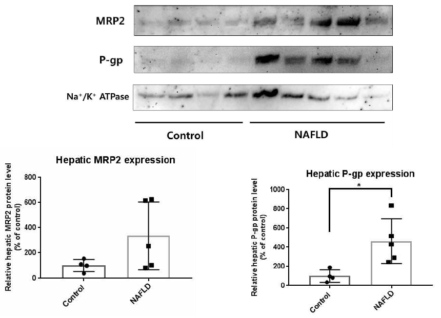 Protein level of hepatic MRP2 and P-gp in control and NAFLD rats