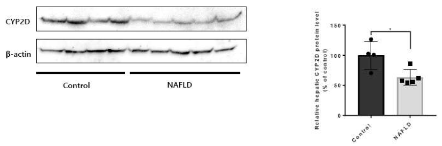 Down regulation of hepatic CYP2D protein in NAFLD