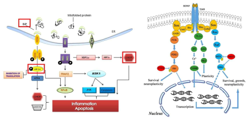Apoptosis signalingpathway & BDNF-TrkB signaling pathway