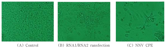 NNV RNA1/RNA2 transfection 결과