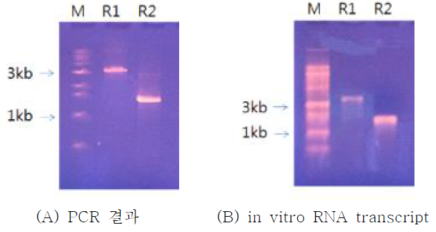 in vitro transcription용 PCR 결과 및 합성된 RNA transcript