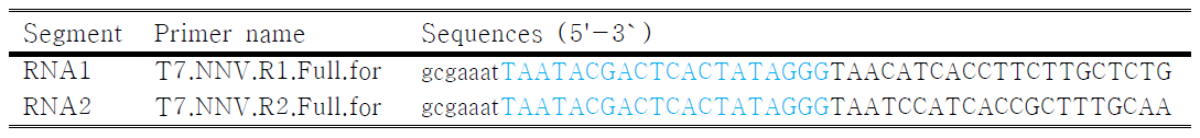 NNV RNA in vitro transcription용 primer