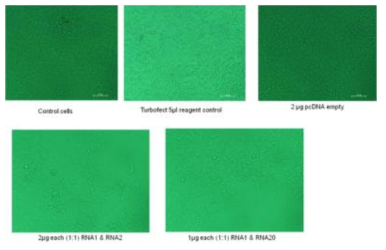 NNV pcDNA-RNA1/RNA2 transfection 결과