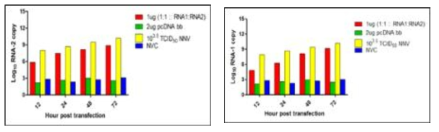 시간대별 SSN-1 세포내 NNV RNA1/ RNA2 발현량 비교