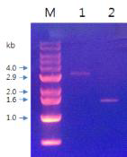 NNV 유전체 PCR 산물 전기영동 결과 (M, 1kb DNA ladder; 1, RNA 1 fragment; 2, RNA2 fragment)