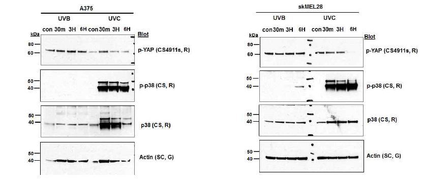 The expression of p-YAP and p-p38 in melanoma cell line (skMEL28, and A375)UVB (356nm) 및 UVC(254nm) 를 0.02J/cm2으로 처리한 전후 시간별 p-YAP의 발현을 비교함. UVB를 처리한 이후 A375 cell line에서 p-YAP 발현이 증가함을 확인함. UVC를 처리한 이후 A375, skMEL28 cell line에서는 p-38, p-p38의 발현이 증가하였음. Necrox-5는 전이를 억제하는 물질로 알려져 있으며 Cdc42, Rac1, RhoA와 같은 물질을 억제하는 것으로 밝혀짐(Int J Oncol. 2017). 악성흑색종에서의 Necrox-5의 역할은 알려져 있지 않으며, Hippo신호전달경로와의 네트워크도 잘 알려져 있지 않음