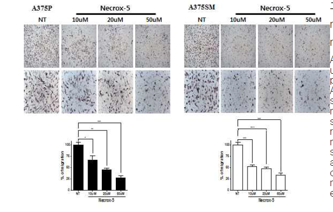 The effect of Necrox-5 on cell migration in Melanoma cells by Transwell migration assay A375P and A375SM were inoculated in the upper chambers of Transwell plates with 8-μm pores with or without NecroX-5 (10, 20, 50 ìM). After 24 h, the bottom side of membrane was stained with H&E and the cells that had migrated from the upper chamber to the bottom side of the membrane were counted using ten randomly selected fields at x100-200 magnification. Photograph images of bottom sides of Transwell membrane. Statistical analysis of the migration of human melanoma cell lines. The results were expressed as the mean ± SEM from the three independent experiments. **P < 0 .01, ***P < 0 .001