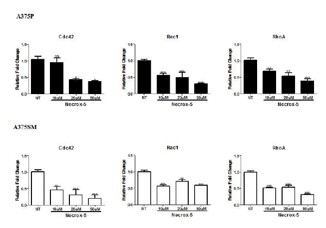 The effect of Necrox-5 on Rho family of GTPase (Cdc42, Rac1, RhoA)through mRNA assay The results were expressed as the mean ± SEM from the three independent experiments. **P < 0 .01, ***P < 0 .001. 최근 연구에 따르면 GTPase관련된 물질이 Hippo 신호전달경로 물질임 YAP/TAZ를 활성화시키는 반면에. Hippo 신호전달경로 이들을 억제함이 알려졌음 (Small GTPases. 2018). 본 연구에서는 Necrox-5가 이들 GTPase를 억제하여 YAP/TAZ를 억제하며 악성흑색종에서 Necrox-5의 치료제로써의 가능성을 타진하였음