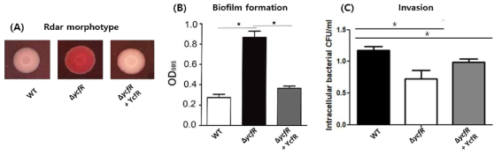 (A) Congo Red를 이용한 curfil/fimbrae 형성 정도 측정, (B) Crystal violet 염색법을 이용한 유리표면에의 biofilm 형성능 측정, (C) HeLa cell에 대한 살모넬라 침투능력 측정. (*p<0.05)