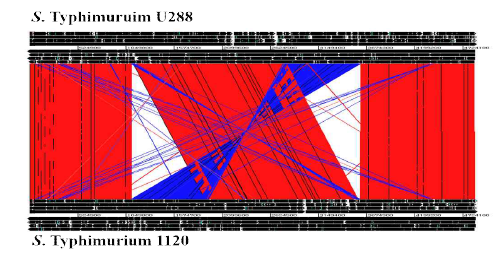 Artermis Comparison Tool (ACT) 를 이용한 S. Typhimurium U288과 S. Typhimurium ST1120의 염기서열 비교