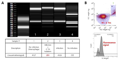 (A) Total RNA의 전기영동 이미지 및 농도 정량, (B) Flow cytometry를 이용한 분해된 숙수세포 debris와 살모넬라의 분포 분석