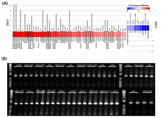 (A) 유해인자 후보 전사조절 유전자 60개의 RNA-Seq 결과(heat map)와 qRT-PCR(bar graph) 결과 비교, (B) 전사조절 유전자 결여 균주 25종 제작 및 PCR 검증