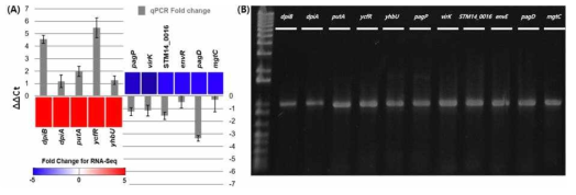 (A) 유해인자 후보 유전자 11종의 RNA-Seq 결과(heat map)와 qRT-PCR(bar graph) 결과 비교, (B) 유해인자 후보 유전자 결여 균주 11종 제작 및 PCR 검증