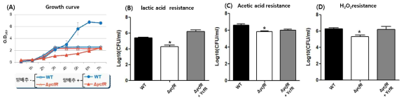 (A) ycfR 유전자가 양배추 내 살모넬라 생장속도에 미치는 영향 측정, (B), (C), (D) 0.1% lactate, 0.2% Acetate, 20mM H2O2 처리 시 ycfR의 유무에 따른 살모넬라의 저항성 평가(*p<0.05)