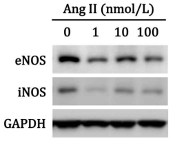 iNOS and eNOS expression in angiotensin II treated HK-2 cells