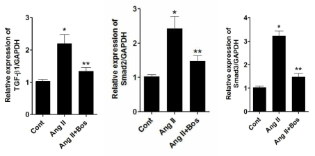 TGF beta and smad 2,3 mRAN expression in angiotensin II treated HK-2 cells. (bosentan 10umol/L, angnitensin II 100nmol/L)