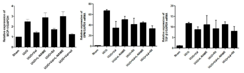 mRAN expression of MCP-1, osteopontine, and TGF beta in UUO and sham kidney sections