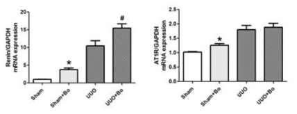 renin and AT1R mRNA expression in sham and UUO kidney