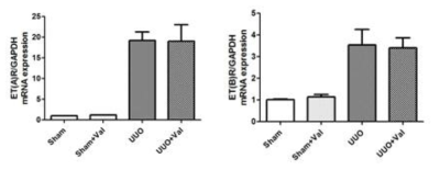 ET receptor mRNA expression in sham and UUO kidney