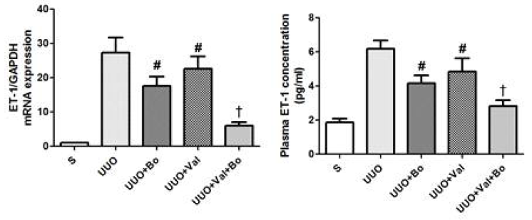 ET-1 mRAN expression in kidney. ET-1 protein concetration in plasma