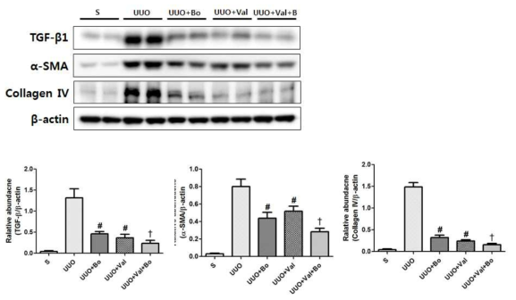 Representative kidney tissue sections immunostained for TGF-β, α-SMA, and collagen IV. The levels of TGF-β, α-SMA, and collagen IV were greater in vehicle-treated UUO mice than in sham mice, and bosentan and valsartan treatment significantly reduced the levels of each in UUO kidneys (N), as did co-treatment, compared to single treatments. # P < 0.05, vs. UUO, † P < 0.05, vs. single treatment in UUO