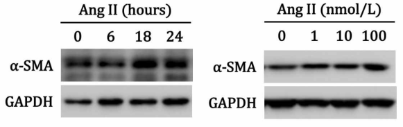 alpha SMA expression in angiotensin II treated HK-2 cells, according to dose and time of angiotensin II