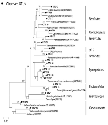 주요 OTUs의 phylogenetic analysis