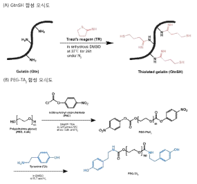 단일촉매 IPN 형성 하이드로젤 제조를 위한 고분자 합성 모식도: (A) GtnSH, (B) PEG-TA2