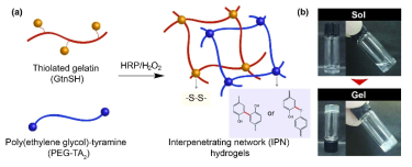 단일촉매 가교 반응에 의한 IPN 하이드로젤 형성 모식도 (a) 및 디지털 이미지 (b)