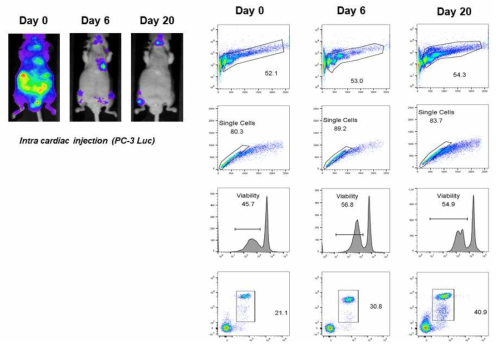 전립선암 골전이 마우스 모델에서 tumor 성장과 골수유래 면역억제세포의 상관관계 측정