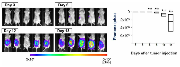 동소이식 유방암 마우스 모델의 종양성장 관찰 BLI 결과