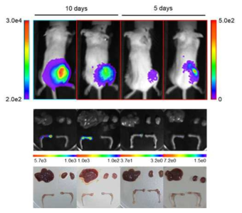External-iliac artery 주사 마우스 모델의 종양형성 및 성장 BLI 영상