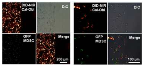 마우스 조골세포와 CCR2+ 단핵구성 골수유래 면역억제세포 간 결합 확인결과