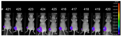 MDA-MB-231 정강이뼈 주사 마우스 모델의 bioluminescence 이미징 결과